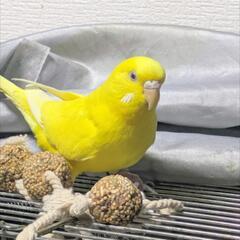 セキセイインコ「ルチノー」