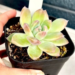 多肉植物♡エケベリア【アルバビューティー】 の画像