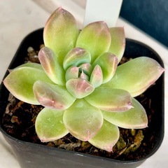 多肉植物♡エケベリア【アルバビューティー】 