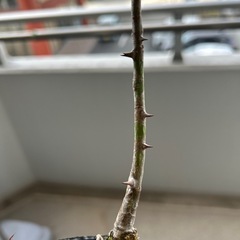 トックリキワタの画像