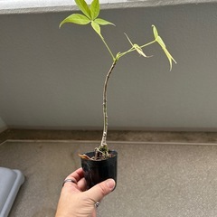 トックリキワタの画像