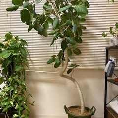 観葉植物　フィカス