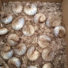 カブトムシの幼虫5匹