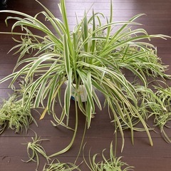観葉植物　オリヅルランの画像
