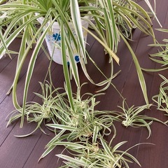 観葉植物　オリヅルランの画像