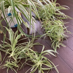 観葉植物　オリヅルランの画像
