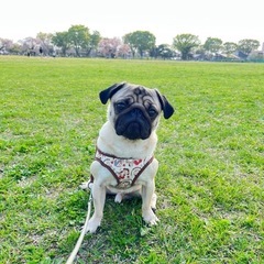 犬友になりませんか？🐶 − 東京都