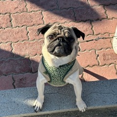 犬友になりませんか？🐶 - 友達