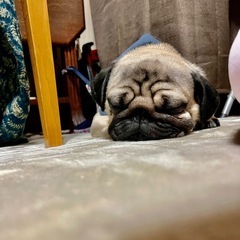 犬友になりませんか？🐶 - メンバー募集