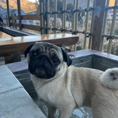 犬友になりませんか？🐶 - 武蔵野市