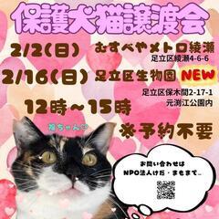 🐱足立区役所 保護猫譲渡会🐱まもまも🐱