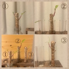 残り1本です＊沖縄仕入れの赤いドラセナ＊ファイヤーバード＊挿し木＊発根、発芽済みの画像
