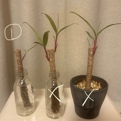 残り1本です＊沖縄仕入れの赤いドラセナ＊ファイヤーバード＊挿し木＊発根、発芽済みの画像