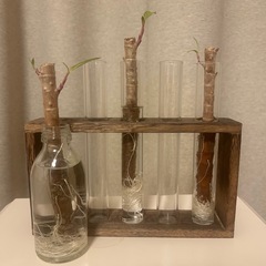 残り1本です＊沖縄仕入れの赤いドラセナ＊ファイヤーバード＊挿し木＊発根、発芽済みの画像