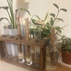 残り1本です＊沖縄仕入れの赤いドラセナ＊ファイヤーバード＊挿し木＊発根、発芽済みの画像