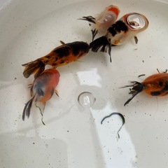 らんちゅう  江戸錦　金魚の画像