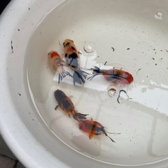 らんちゅう  江戸錦　金魚の画像