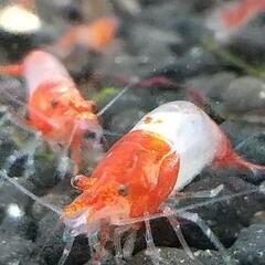 【淡路島】ルリーシュリンプ🦐　６匹￥1000
