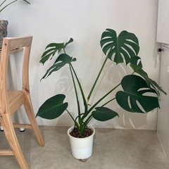 受け渡し決定！観葉植物　モンステラ　