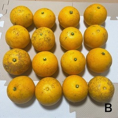 【引渡し先決定】【早い者勝ち】【無農薬】八朔　5kgの画像