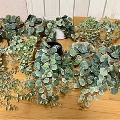 IKEA イケア　フェイクグリーン　人工観葉植物の画像