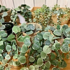 IKEA イケア　フェイクグリーン　人工観葉植物