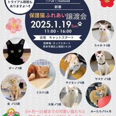 💕猫カフェみたい保護猫譲渡会💕