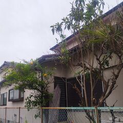 お庭の木を伐採致します。 - 防府市