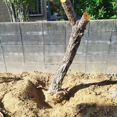 お庭の木を伐採致します。 − 山口県