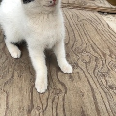 元気の良いハチワレ猫ちゃんです