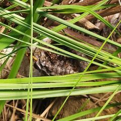 蜂の巣駆除　当日でも対応致します。 - 防府市