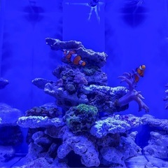 はじめての海水水槽フルセット 30cmオーバーフロー水槽の画像