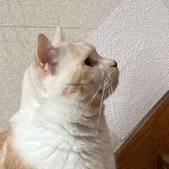 おっとり癒し系男子♡サイモンくんの画像