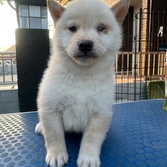柴犬　白柴　男の子　左目に障害あり
