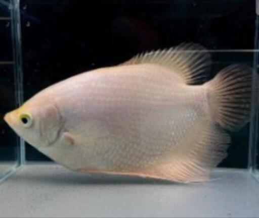 特別価格　熱帯魚　ゴールデンジャイアントグラミー