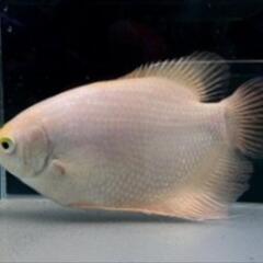 特別価格　熱帯魚　ゴールデンジャイアントグラミー