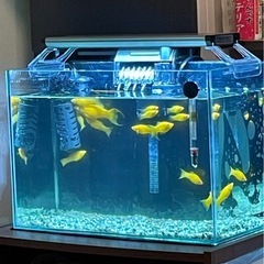 熱帯魚【モーリー約13匹】 