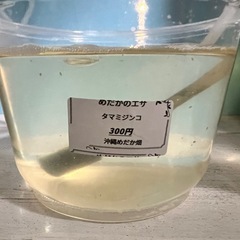 ミジンコ