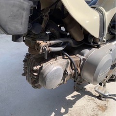 リトルカブの画像