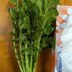 本日終了.大根の葉 1/16  収穫の画像