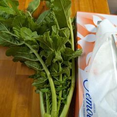 本日終了.大根の葉 1/16  収穫