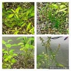 水草5種まとめ売り
