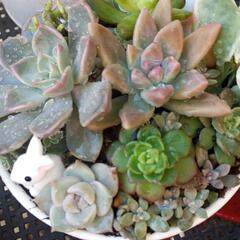 ＊多肉植物＊　寄せ植え　0606 の画像