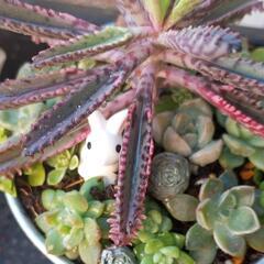 ＊多肉植物＊　寄せ植え　0606 の画像
