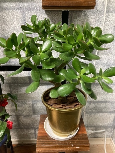 観葉植物ベンケイソウ✨