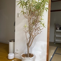 観葉植物　ソングオブインディア