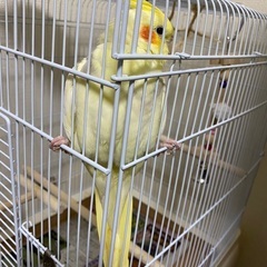 オカメインコの性別