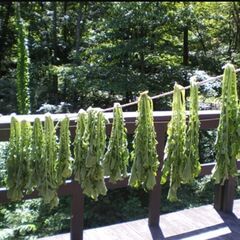 天日干し　大根葉　60サイズの段ボールいっぱい分