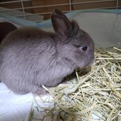飼い主がアレルギーになりました(泣)