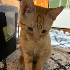 茶トラのヤンチャな男の子🐈